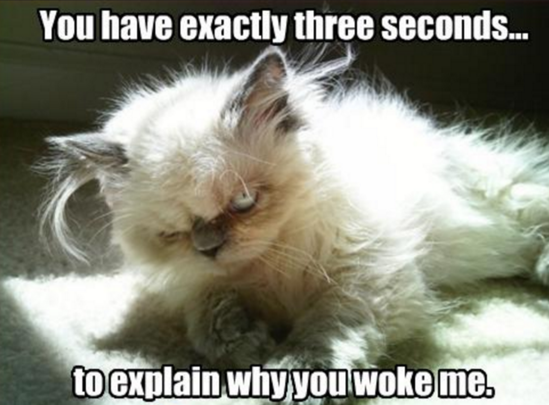 Какие разбудили. Невыспавшийся кот. Взъерошенный кот. Кот утро.